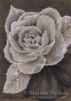 Frozen Rose